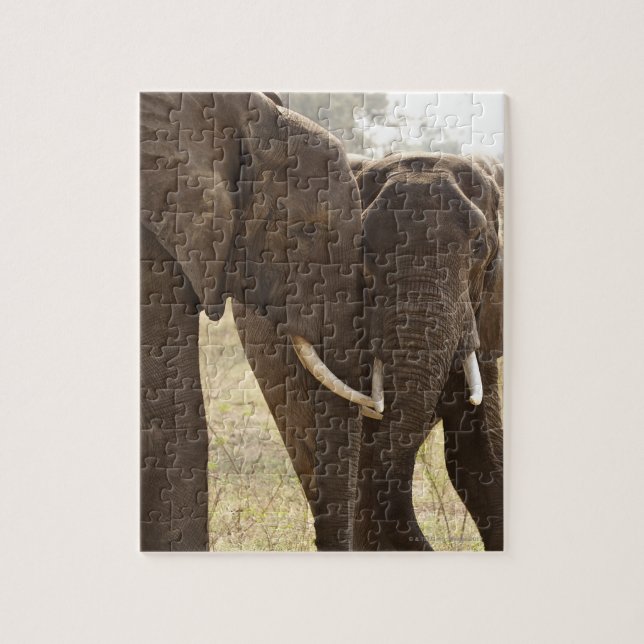 Quebra-cabeça Dois Elefantes Bush Africanos (Loxodonta Africana) (Vertical)