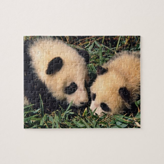 Quebra-cabeça Dois filhotes de panda no arbusto de bambu, Wolong (Horizontal)