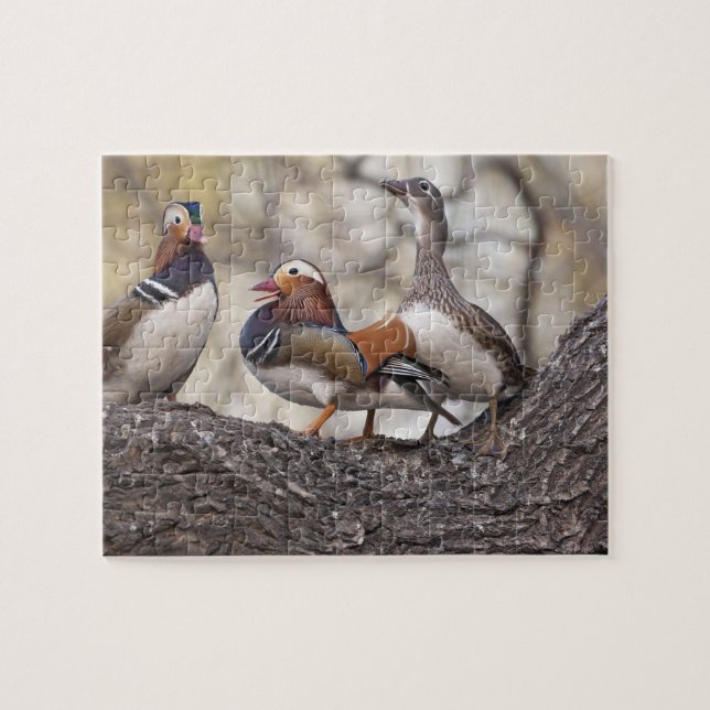 Quebra-cabeça Dois machos disputando uma fêmea de pato-mandarim (Horizontal)