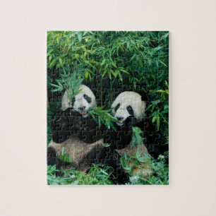 Quebra-cabeça Dois pandas comendo bambu juntos, Wolong