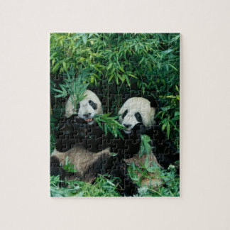 Quebra-cabeça Dois pandas comendo bambu juntos, Wolong