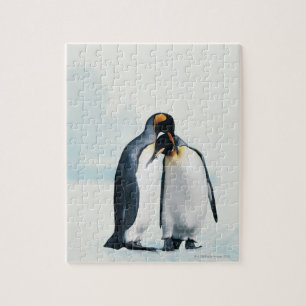 Quebra-cabeça Dois pinguins afectuosos