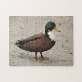Quebra-cabeça Domestic Mallard Duclair Bibbed Odd Duck