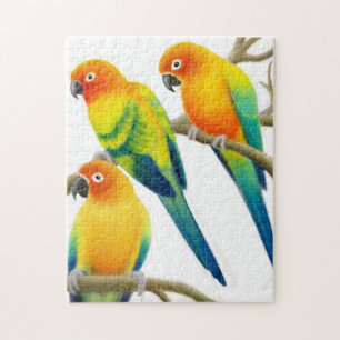 Quebra-cabeça dos papagaios de The Sun Conure