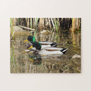Quebra-cabeça dos patos do pato selvagem