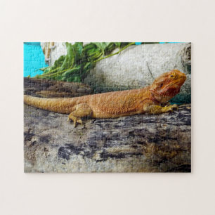 Quebra-cabeça Dragão de Barba Adulta Lizard