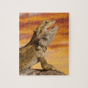 Quebra-cabeça Dragão farpado (Pogona Vitticeps) na rocha,