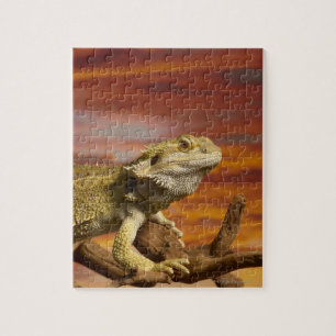 Quebra-cabeça Dragão farpado (Pogona Vitticeps) no ramo,