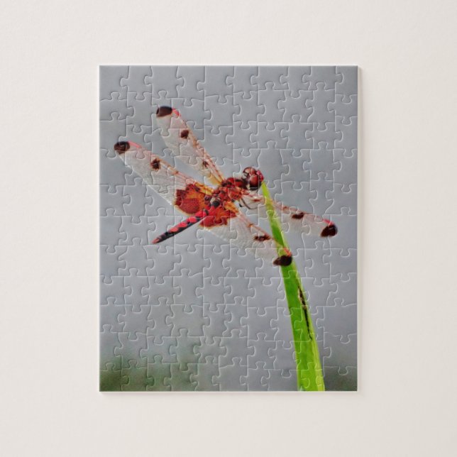 QUEBRA-CABEÇA DSC00029.JPG (Vertical)