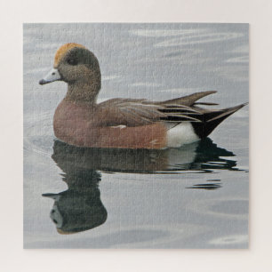 Quebra-cabeça Duck Photo Male Wigeon em Calm Water Refletion