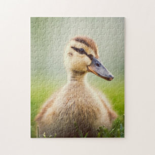 Quebra-cabeça Ducking do pato selvagem do bebê