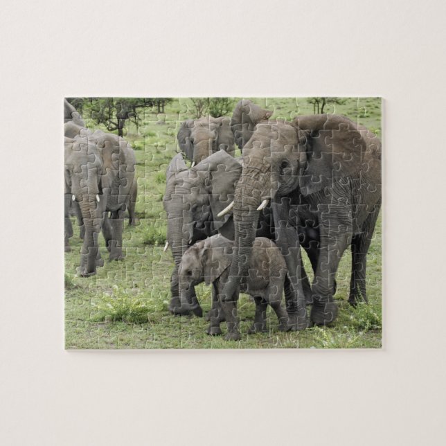 Quebra-cabeça efetivo afro-elefante, Loxodonta africana, 2 (Horizontal)