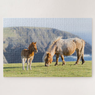 Quebra-cabeça Égua com potro, Ilhas Shetland, Escócia