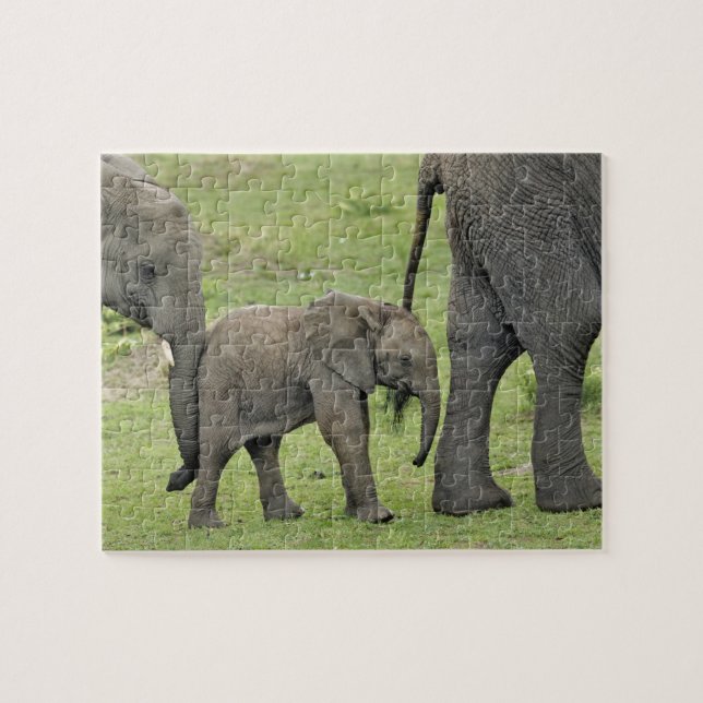 Quebra-cabeça Elefante africano fêmea com bebê (Horizontal)