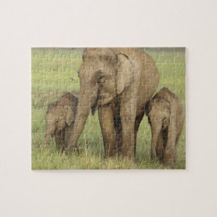 Quebra-cabeça Elefante Asiático Indiano e Filhotes