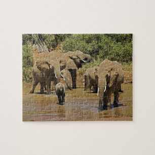 Quebra-cabeça Elefantes Africanos, Loxodonta Africana, Samburu