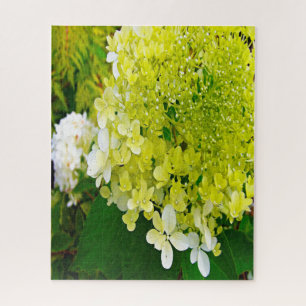 Quebra-cabeça Elegant Chartreuse Green Limelight Hydrangea