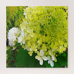 Quebra-cabeça Elegante Hortênsia Limelight Verde Chartreuse