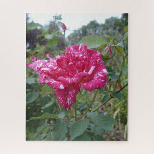 Quebra-cabeça Elegante, Rosa, Cor-De-Rosa E Branco, Quebra-cabe