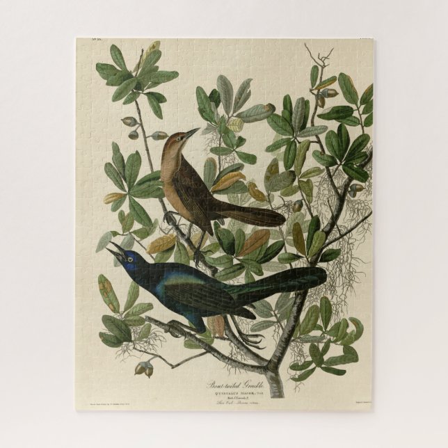 Quebra-cabeça Empilhadeira de cauda-boi - Aves da América de Aud (Vertical)
