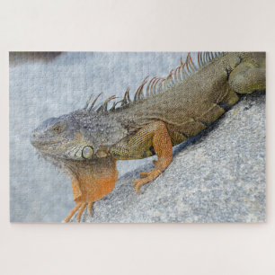 Quebra-cabeça Encerramento da iguana em Key West Florida