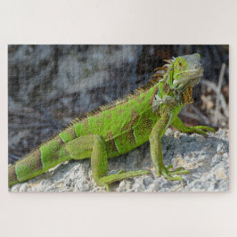 Quebra-cabeça Encerramento da iguana em Key West Florida