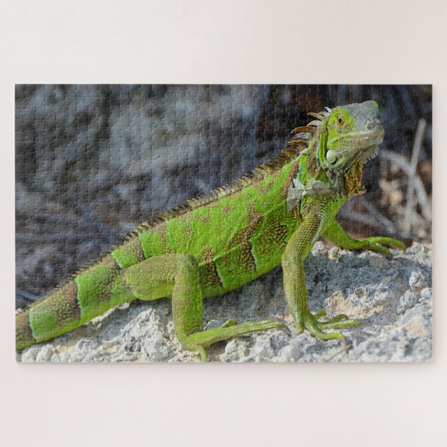 Quebra-cabeça Encerramento da iguana em Key West Florida (Horizontal)