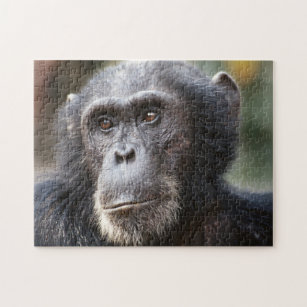 Quebra-cabeça Encerramento do Chimpanzé masculino