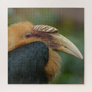 Quebra-cabeça Encontro com o Hornbill do Male Blyth