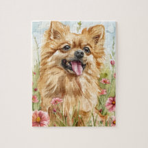Enigma Pomerânia – Diversão com Cachorro em Aquare