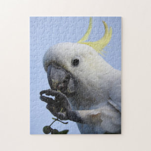 Quebra-cabeça Enxofre-Com crista do Cockatoo