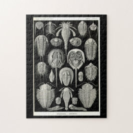 Quebra-cabeça Ernst Haeckel Aspidonia