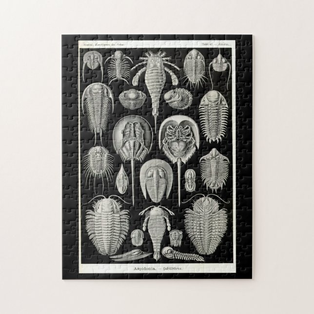 Quebra-cabeça Ernst Haeckel Aspidonia (Vertical)