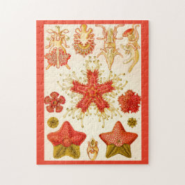 Quebra-cabeça Ernst Haeckel Asteridea