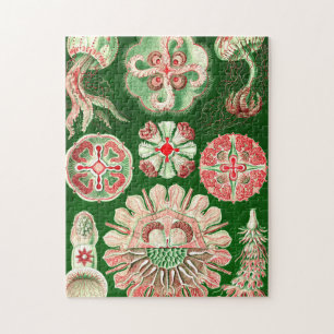 Quebra-cabeça Ernst Haeckel Discomedusae (Aurelia)