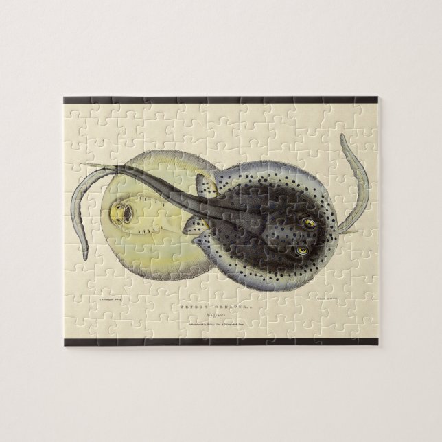 Quebra-cabeça Escarolas Vintage, Animais Marinhos Do Oceano (Horizontal)