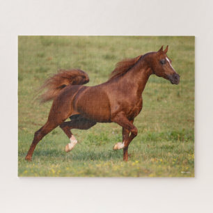 Quebra-cabeça Eslouço árabe Stallion Mane Tail Fluindo