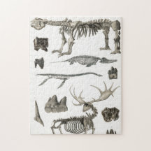 Espécimes de estruturas ósseas de animais