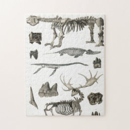 Quebra-cabeça Espécimes de estruturas ósseas de animais