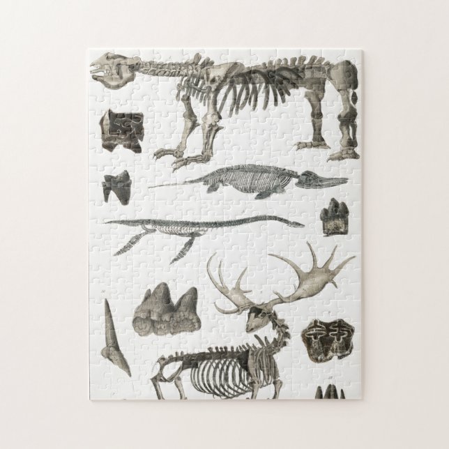 Quebra-cabeça Espécimes de estruturas ósseas de animais (Vertical)