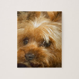 Quebra-cabeça Espere o terrier do yorkie do cão do haley do amo