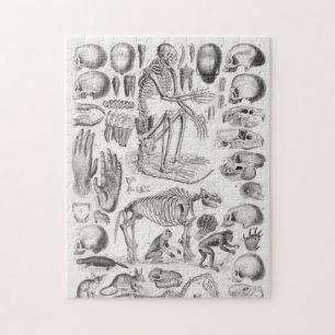 Quebra-cabeça ESQUELETON MORTE FÓSSIL Mammalia