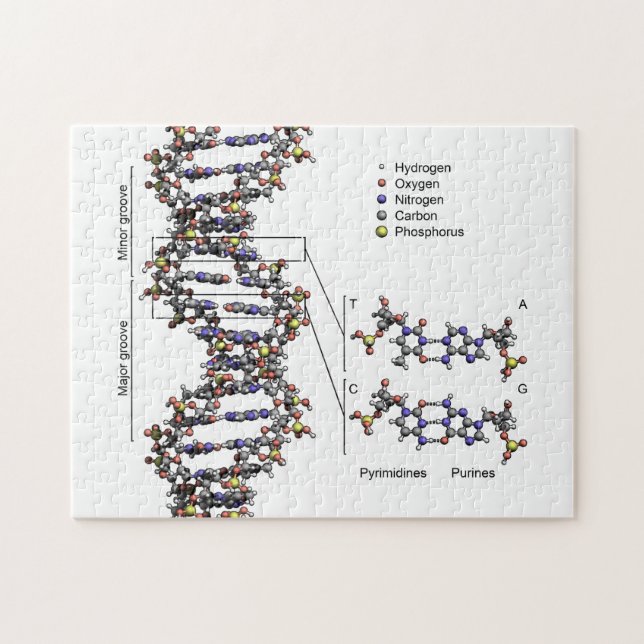Quebra-cabeça Estrutura do DNA Diagrama das Bases do Ácido Desox (Horizontal)