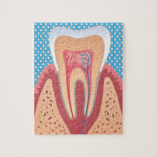QUEBRA-CABEÇA ESTRUTURA DO TOOTH