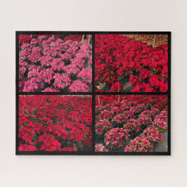 Quebra-cabeça Estufa de Natal Poinsettia Vermelho Rosa