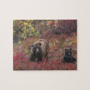 Quebra-cabeça EUA, Alasca, Parque Nacional Denali. Urso pardo