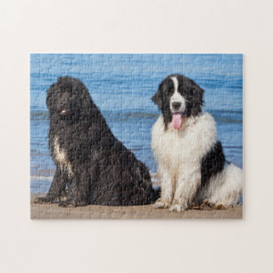 Quebra-cabeça EUA, Califórnia. Newfoundlands Sentados