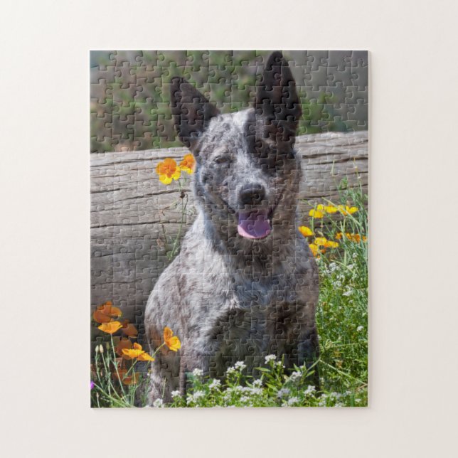 Quebra-cabeça EUA, Califórnia. Queensland Healer Sentado 2 (Vertical)