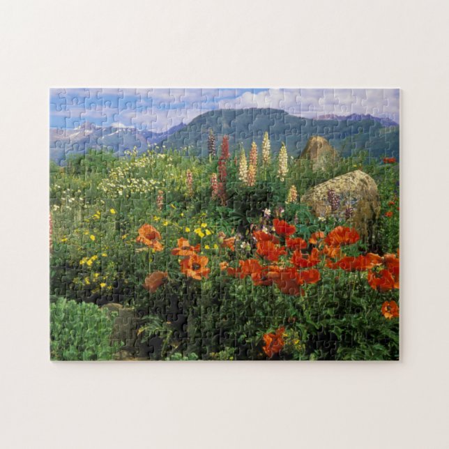 Quebra-cabeça EUA, Colorado, Crested Butte. Papilas e lupinas (Horizontal)