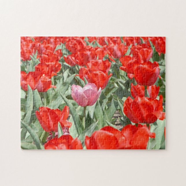 Quebra-cabeça EUA, Kansas, Tulipas Vermelhas Com Uma Tulipa Rosa (Horizontal)